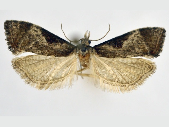 Afropoecilia kituloensis